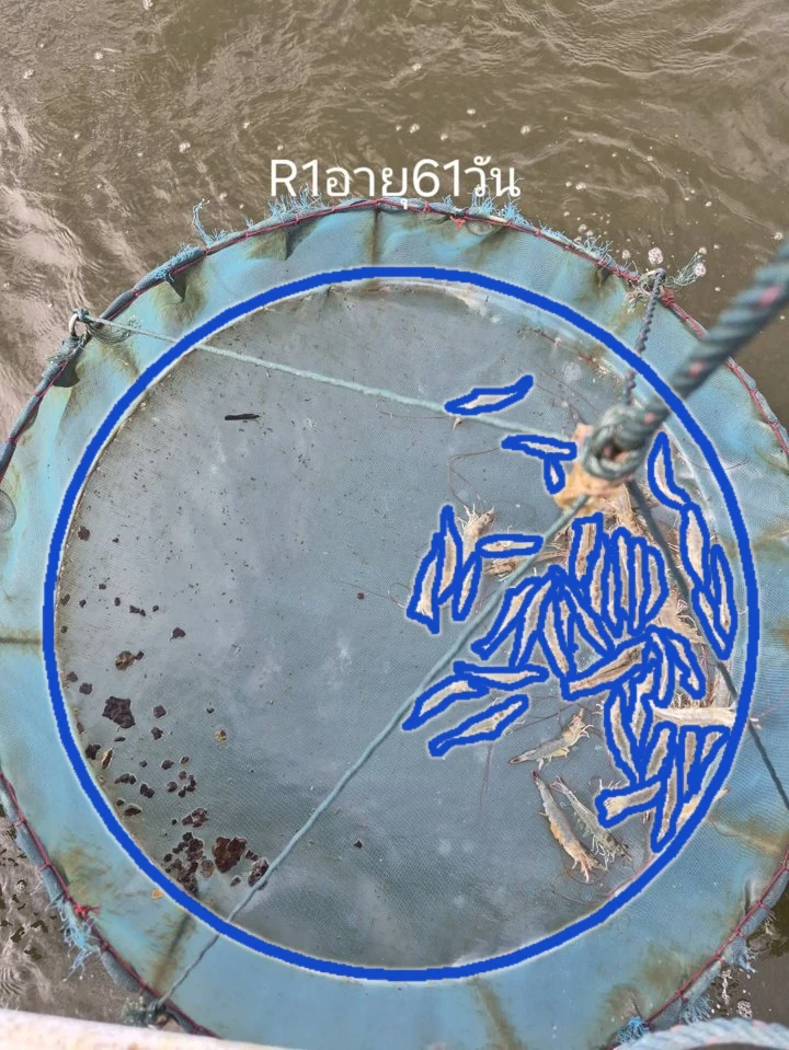 รูปยอจริงจากบ่อ R1 อายุ 61 วัน สีน้ำเงินคือกุ้งที่ระบบนับได้